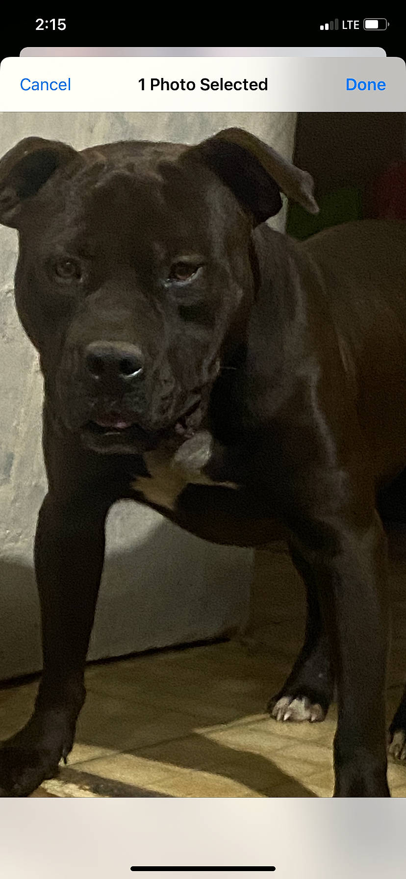 Champ joined the competition — help win amazing prizes! ancient_dog_breeds, canidae, carnivore, collar, companion_dog, dog, dog_breed, dog_collar, fawn, fur, guard_dog, liver, molosser, non_sporting_group, snout, sporting_group, terrestrial_animal, whiskers, working_animal, working_dog