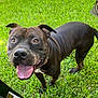 Cheap is registered to the contest to win money with this photo: animal, backyard, boxer, bulldog, canine, dog, field, frenchbulldog, grass, grassland, lawn, machine, nature, outdoors, park, pet, pitbull, plant, puppy, spoke