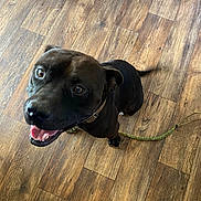 Cheap is registered to the contest to win money with this photo: dog, black_dog, happy, tongue_out, wooden_floor, leash, collar, indoor, pet, canine, smiling, tail, flooring, container, looking_up, domestic_animal, playful, ears, mouth_open, close_up