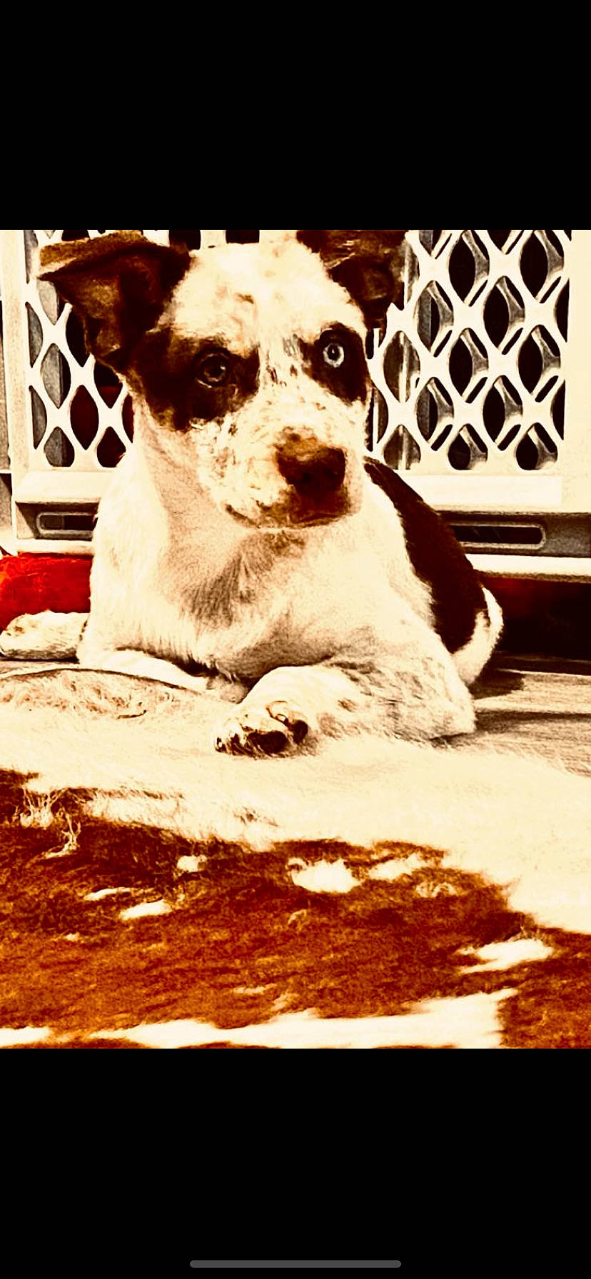 Reese joined the competition — help win amazing prizes! ancient_dog_breeds, art, carnivore, companion_dog, dog, dog_breed, fence, mesh, monochrome, monochrome_photography, rectangle, snout, stock_photography, street_dog, terrestrial_animal, terrier, tints_and_shades, whiskers, working_animal, working_terrier