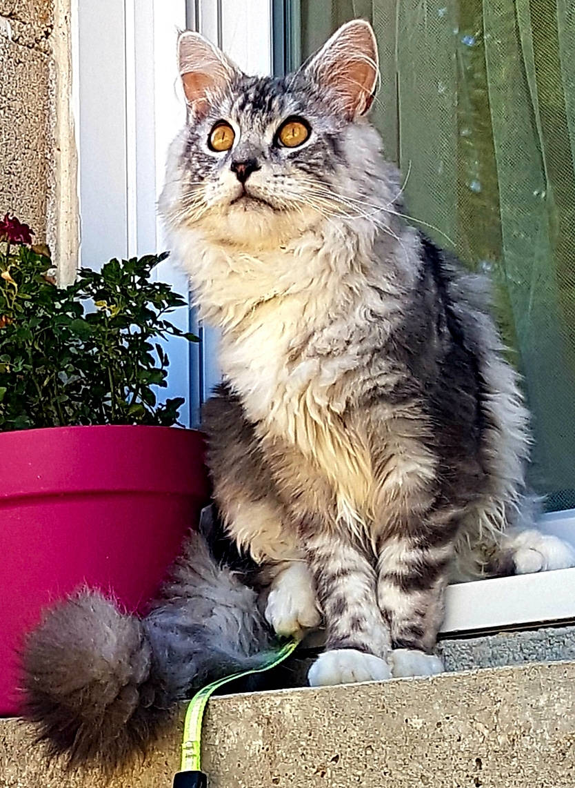 Olaf participe au concours pour gagner de l'argent avec cette photo : asian, asian_semi_longhair, british_semi_longhair, carnivore, cat, domestic_long_haired_cat, domestic_short_haired_cat, dragon_li, european_shorthair, felidae, kitten, maine_coon, mammal, norwegian_forest_cat, ragamuffin, siberian, small_to_medium_sized_cats, tabby_cat, vertebrate, whiskers