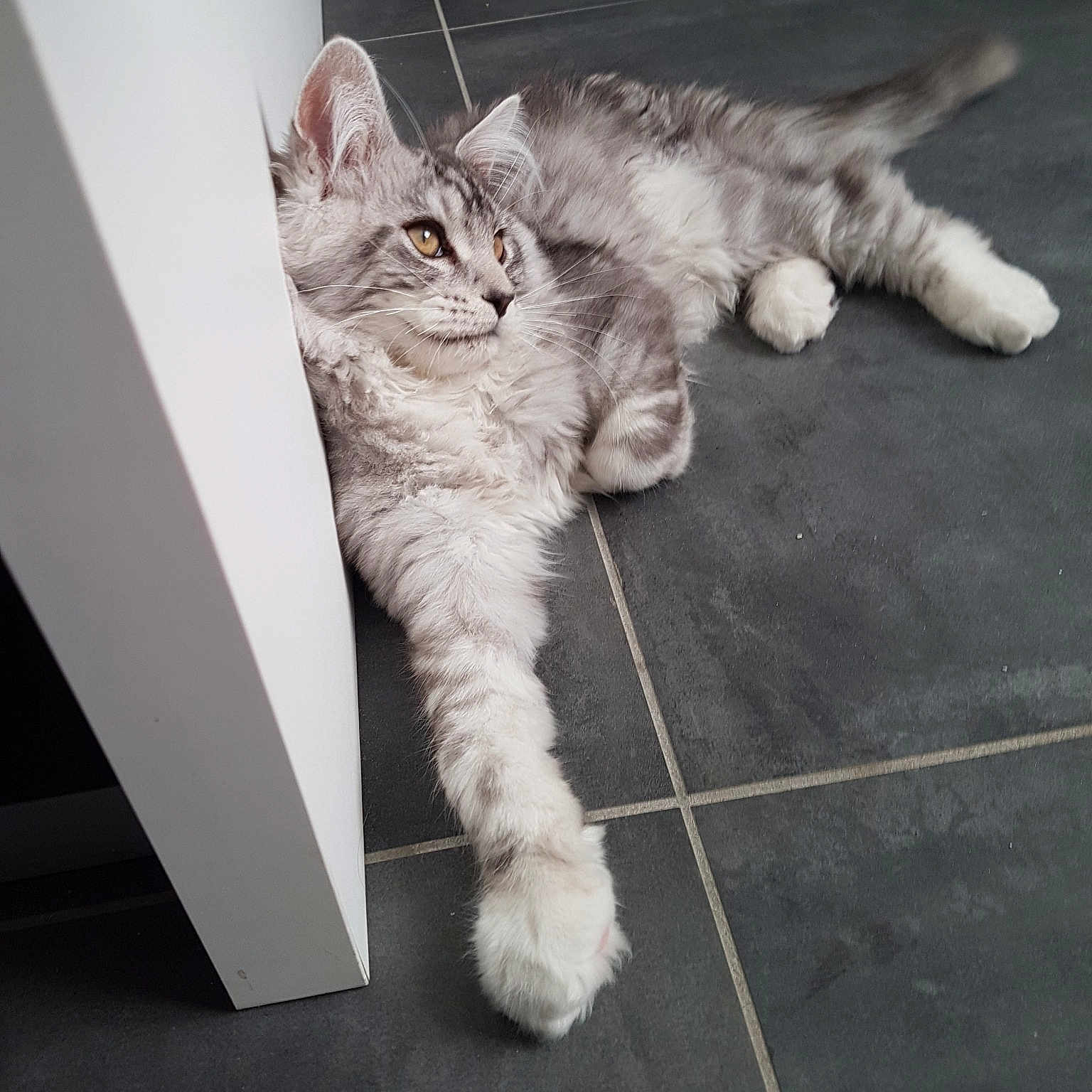 Olaf a rejoint le concours — aidez-le/la à gagner de superbes lots ! aegean_cat, asian, british_semi_longhair, carnivore, cat, domestic_short_haired_cat, dragon_li, european_shorthair, felidae, fur, kitten, mammal, norwegian_forest_cat, paw, polydactyl_cat, siberian, small_to_medium_sized_cats, tabby_cat, tail, whiskers