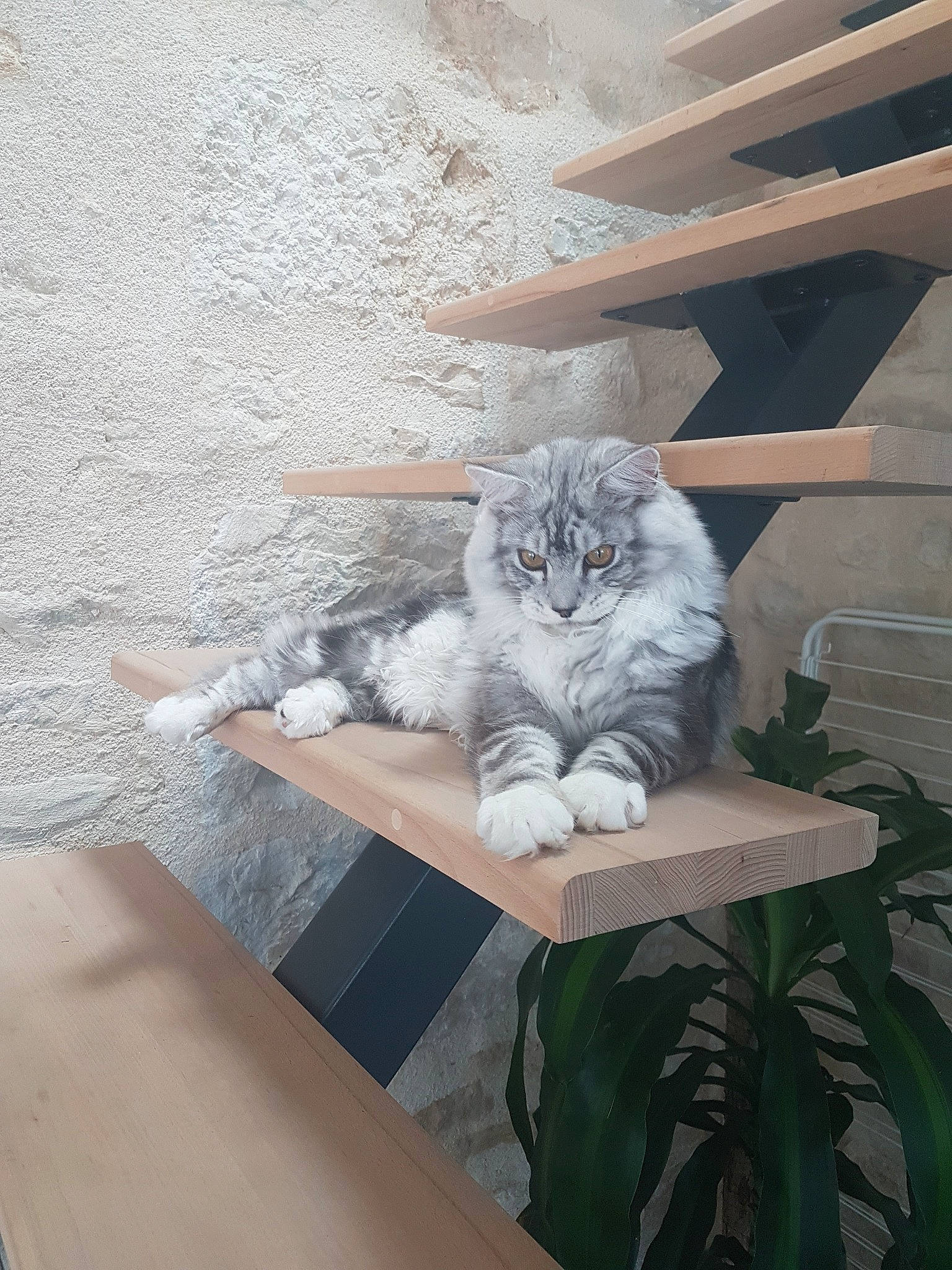 Olaf a rejoint le concours — aidez-le/la à gagner de superbes lots ! asian, british_longhair, british_semi_longhair, carnivore, cat, domestic_short_haired_cat, european_shorthair, fawn, felidae, norwegian_forest_cat, polydactyl_cat, small_to_medium_sized_cats, whiskers