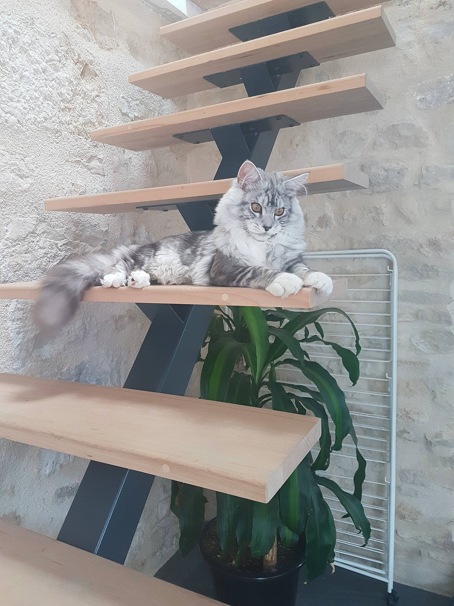 Olaf participe au concours pour gagner de l'argent avec cette photo : asian, british_shorthair, carnivore, cat, domestic_short_haired_cat, european_shorthair, felidae, furniture, kitten, norwegian_forest_cat, polydactyl_cat, russian_blue, small_to_medium_sized_cats, tail, turkish_angora, turkish_van, whiskers, white