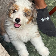 Mr. Pickle is registered to the contest to win money with this photo: animal, brown_fur, carpet, closeup, companion, cute, dog, fluffy, foot, furry, gray_fur, happy, indoor, pet, playful, puppy, small_dog, sock, tongue_out, white_fur