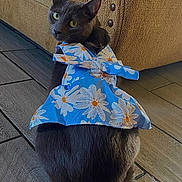 Tuti joined the competition — help win amazing prizes! animal, blue_dress, cat, close_up, couch, cozy, curious, domestic_cat, dress, floor, floral_pattern, furniture, gray_cat, home, indoor, looking_back, nailhead_trim, pet, sitting, wooden_floor