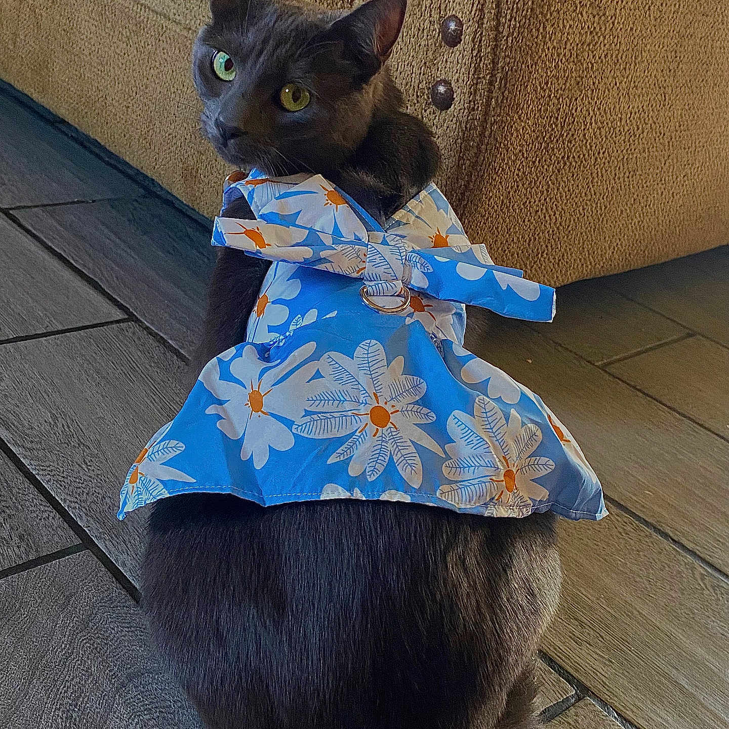 Tuti joined the competition — help win amazing prizes! animal, blue_dress, cat, close_up, couch, cozy, curious, domestic_cat, dress, floor, floral_pattern, furniture, gray_cat, home, indoor, looking_back, nailhead_trim, pet, sitting, wooden_floor