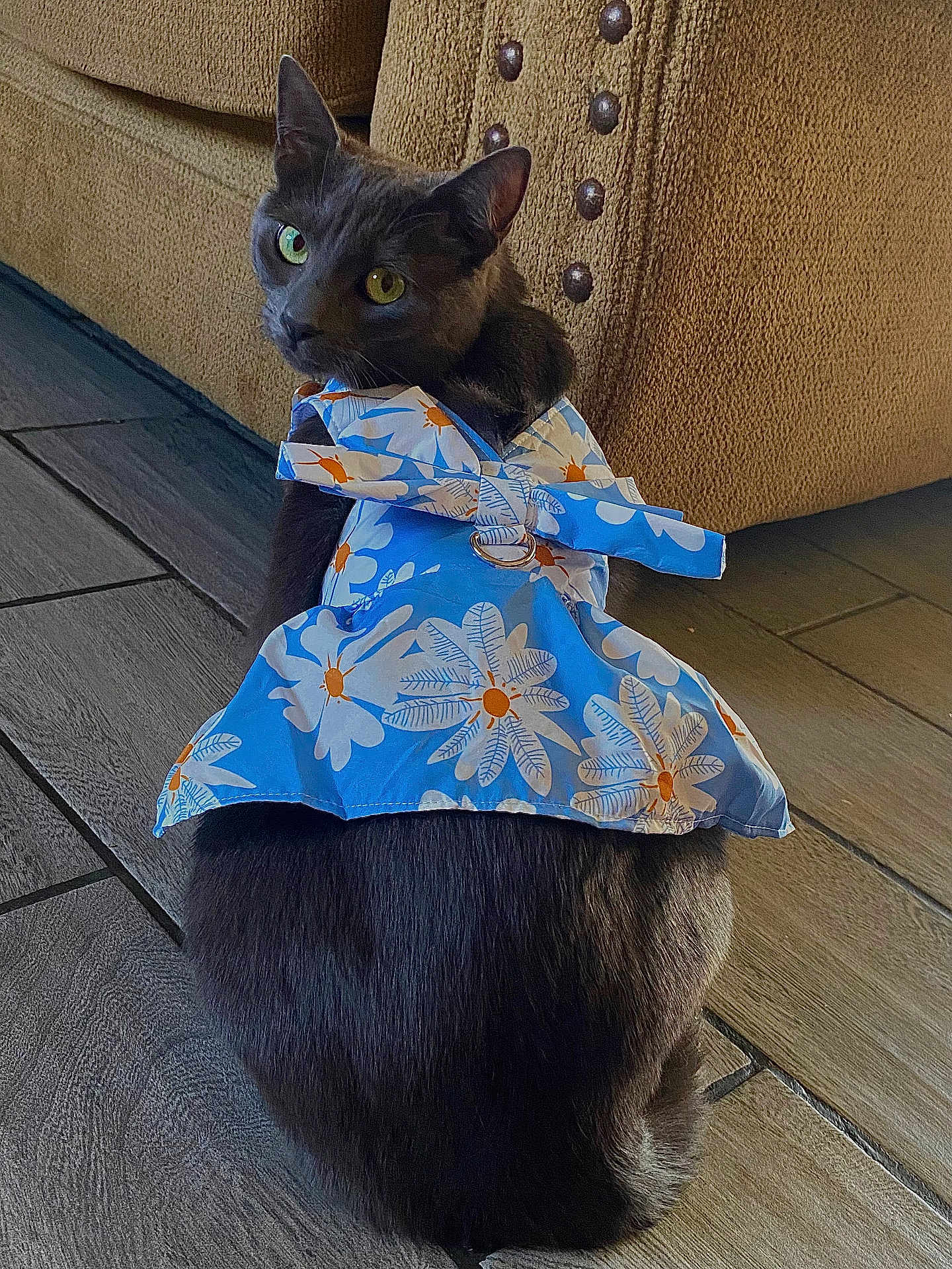 Tuti joined the competition — help win amazing prizes! animal, blue_dress, cat, close_up, couch, cozy, curious, domestic_cat, dress, floor, floral_pattern, furniture, gray_cat, home, indoor, looking_back, nailhead_trim, pet, sitting, wooden_floor