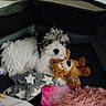 Daisy joined the competition — help win amazing prizes! animal, black_and_white, blanket, comfort, cozy, cute, dog, fur, fur_texture, home, indoor, pet, playpen, plush, puppy, relaxed, sleeping_area, soft_toy, stuffed_toy, young_dog