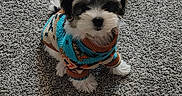 Daisy is registered to the contest to win money with this photo: adorable, animal, carpet, colorful, companion, cozy, cute, dog, fluffy, fur, indoor, pet, playful, puppy, shadow, sitting, small, sweater, texture, young