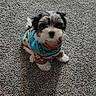 adorable, animal, carpet, colorful, companion, cozy, cute, dog, fluffy, fur, indoor, pet, playful, puppy, shadow, sitting, small, sweater, texture, young