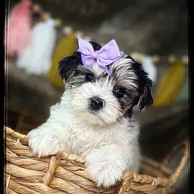 Daisy