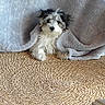 Daisy joined the competition — help win amazing prizes! animal, black_and_white, blanket, cozy, curious, cute, dog, fur, furniture, gray, home, indoors, paws, pet, puppy, resting, small, soft, texture, woven_mat