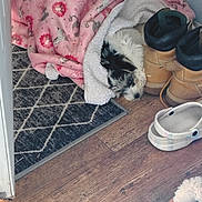Daisy joined the competition — help win amazing prizes! animal_print, black_and_white, blanket, boots, carpet, corner, cozy, dog, floor, footwear, fur, household, indoor, pet, relaxing, resting, sleeping, snuggled, warm, wood_floor
