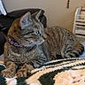 cat, tabby_cat, pet, indoor, blanket, crocheted_blanket, collar, feline, resting, green_eyes, side_view, fur, whiskers, tapestry, moon_phases, home, cozy, relaxed, animal, domestic_cat