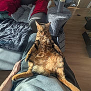 Mimichat a rejoint le concours — aidez-le/la à gagner de superbes lots ! blanket, casual_clothing, cat, couch, cozy, feline, fur, gray, hand, home, indoor, lap, paw, person, red, relaxed, scratching_post, sunlight, tail, wood_floor