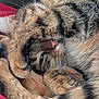 cat, tabby, fur, paws, sleeping, curled_up, close_up, pet, whiskers, cozy, nap, animal, domestic, feline, stripes, soft, relaxed, resting, indoor, blanket