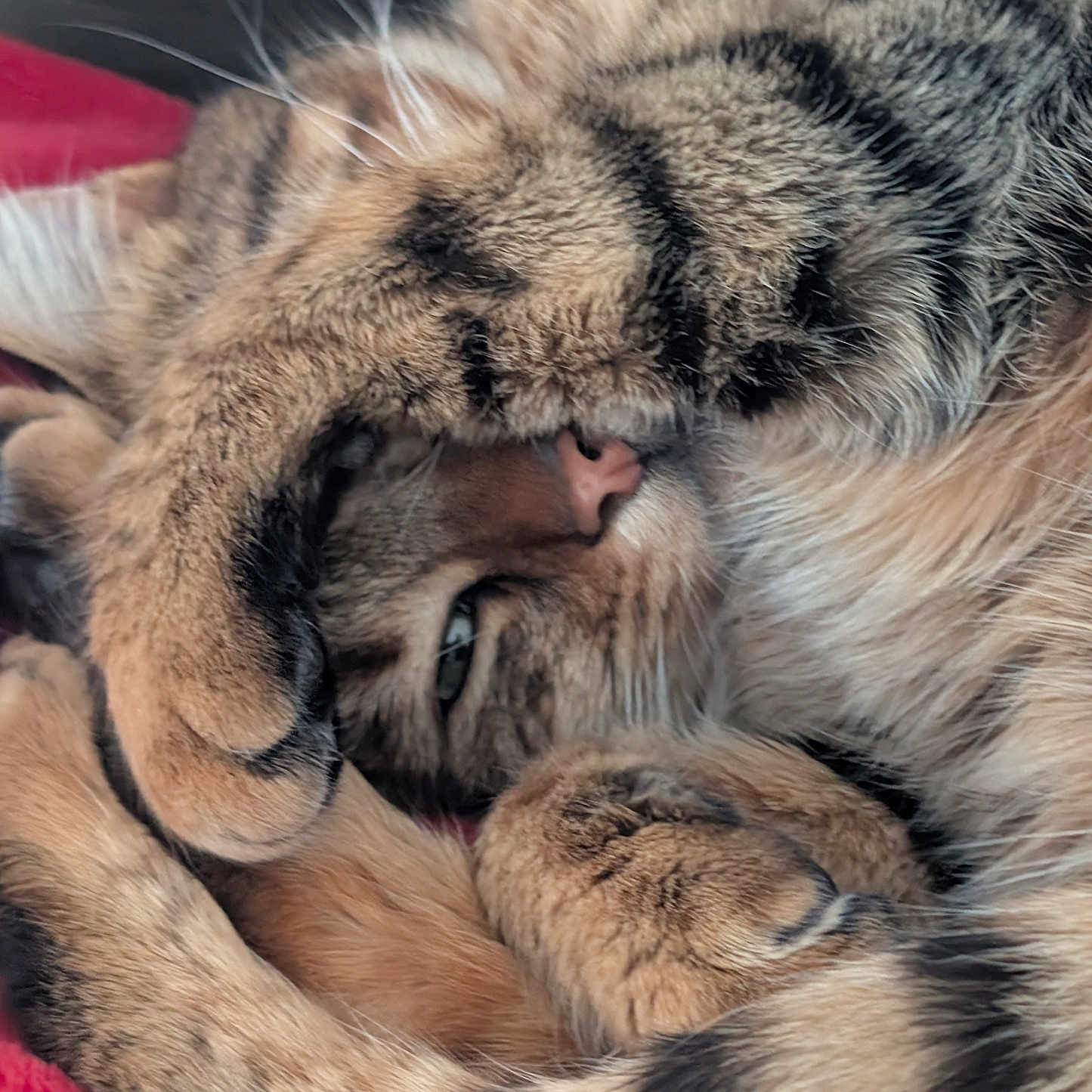 Mimichat participe au concours pour gagner de l'argent avec cette photo : animal, blanket, cat, close_up, cozy, curled_up, domestic, feline, fur, indoor, nap, paws, pet, relaxed, resting, sleeping, soft, stripes, tabby, whiskers