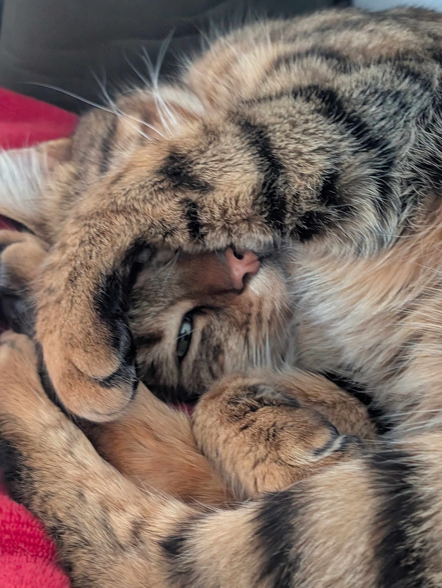 Mimichat participe au concours pour gagner de l'argent avec cette photo : cat, tabby, fur, paws, sleeping, curled_up, close_up, pet, whiskers, cozy, nap, animal, domestic, feline, stripes, soft, relaxed, resting, indoor, blanket
