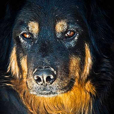 Sam