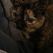 Piper is registered to the contest to win money with this photo: cat, tortoiseshell, pet, animal, close_up, feline, whiskers, ears, eyes, fur, indoor, cozy, soft_lighting, dark_background, curious, domestic_cat, portrait, cute, mammal, companion