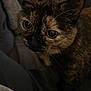 cat, tortoiseshell, pet, animal, close_up, feline, whiskers, ears, eyes, fur, indoor, cozy, soft_lighting, dark_background, curious, domestic_cat, portrait, cute, mammal, companion