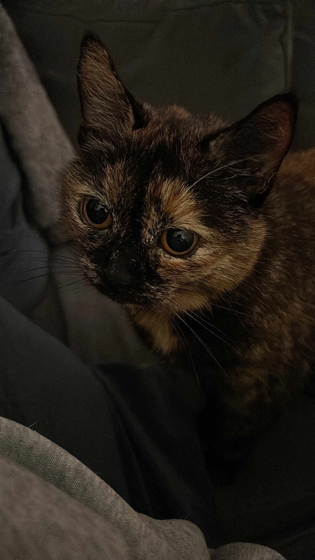 Piper