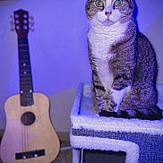 Queen is registered to the contest to win money with this photo: acoustic_guitar, animal, blurred_background, cat, cat_perch, cozy, ears, floor, fur, furniture, green_eyes, indoor, pet, pom_pom, portrait, purple_light, relaxed, string_instrument, tabby, whiskers