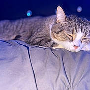 Queen is registered to the contest to win money with this photo: animal, bed, blanket, cat, closeup, comfort, cozy, cute, ears, face, fur, indoor, mammal, pet, relaxation, resting, sleeping, soft, tabby, whiskers