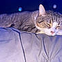 animal, bed, blanket, cat, closeup, comfort, cozy, cute, ears, face, fur, indoor, mammal, pet, relaxation, resting, sleeping, soft, tabby, whiskers