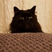 Ratty is registered to the contest to win money with this photo: cat, black_cat, fluffy, peeking, wide_eyes, whiskers, ears, fur, closeup, portrait, blanket, textured_blanket, fabric, curtain, indoor, cozy, cute, pet, mischievous, soft_lighting