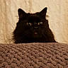 black_cat, blanket, cat, closeup, cozy, curtain, cute, ears, fabric, fluffy, fur, indoor, mischievous, peeking, pet, portrait, soft_lighting, textured_blanket, whiskers, wide_eyes