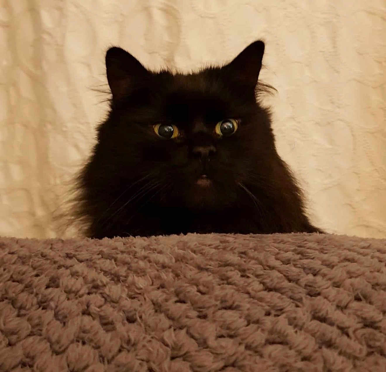 Ratty is registered to the contest to win money with this photo: cat, black_cat, fluffy, peeking, wide_eyes, whiskers, ears, fur, closeup, portrait, blanket, textured_blanket, fabric, curtain, indoor, cozy, cute, pet, mischievous, soft_lighting