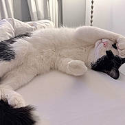 Bertie is registered to the contest to win money with this photo: animal, bed, black_and_white, cat, cozy, cute, domestic, feline, fur, indoor, napping, paw, pet, relaxed, resting, sleeping, soft, tail, whiskers, white