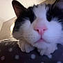 Bertie is registered to the contest to win money with this photo: animal, black_and_white, cat, close_up, cozy, curious, cute, fabric, face, fur, indoor, lamp, paws, pet, pink_nose, polka_dot, resting, soft, warm_light, whiskers