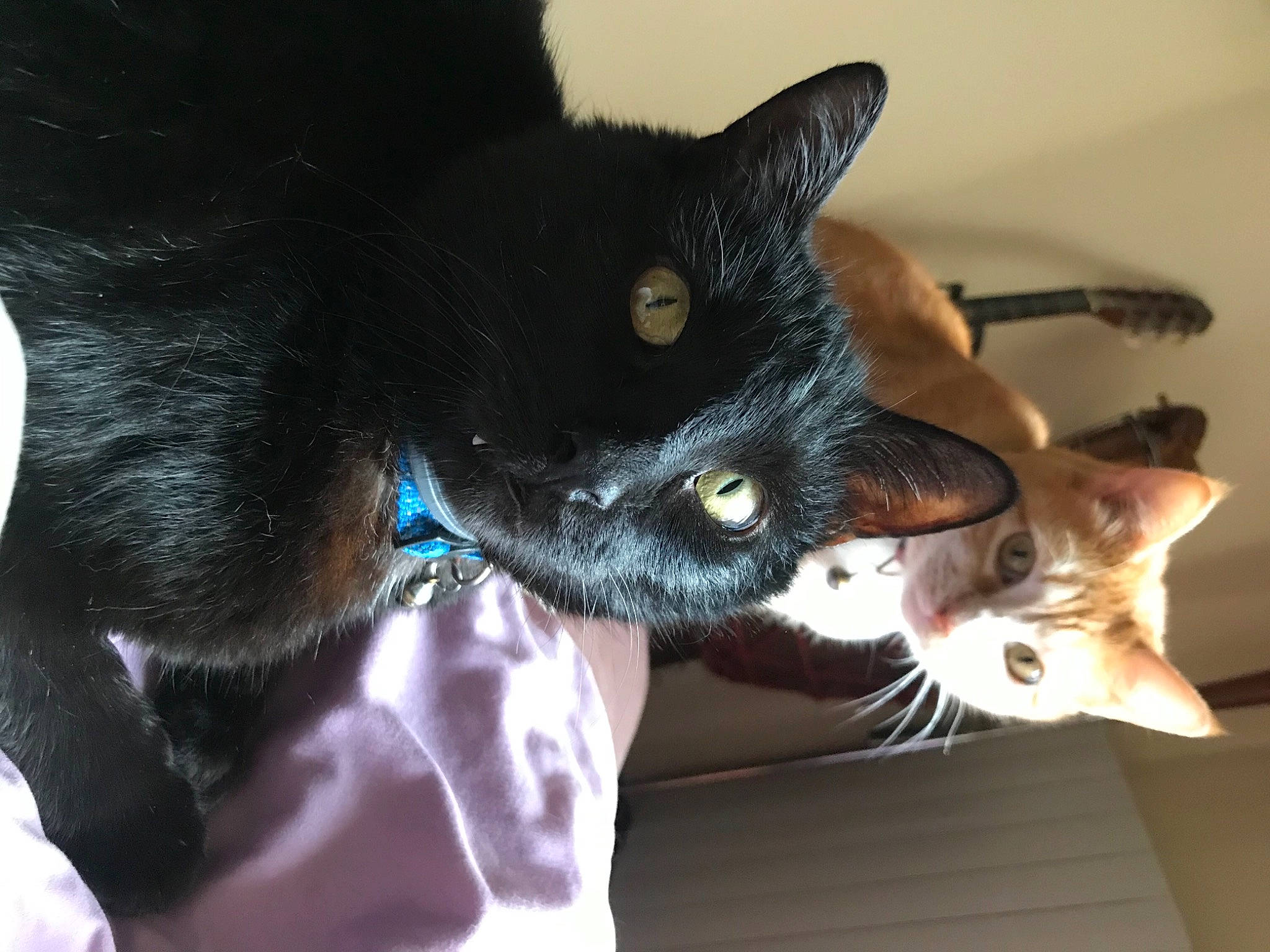 Zora participe au concours pour gagner de l'argent avec cette photo : black_cat, bombay, carnivore, cat, claw, comfort, domestic_short_haired_cat, ear, electric_blue, felidae, fur, gesture, paw, small_to_medium_sized_cats, snout, tail, whiskers