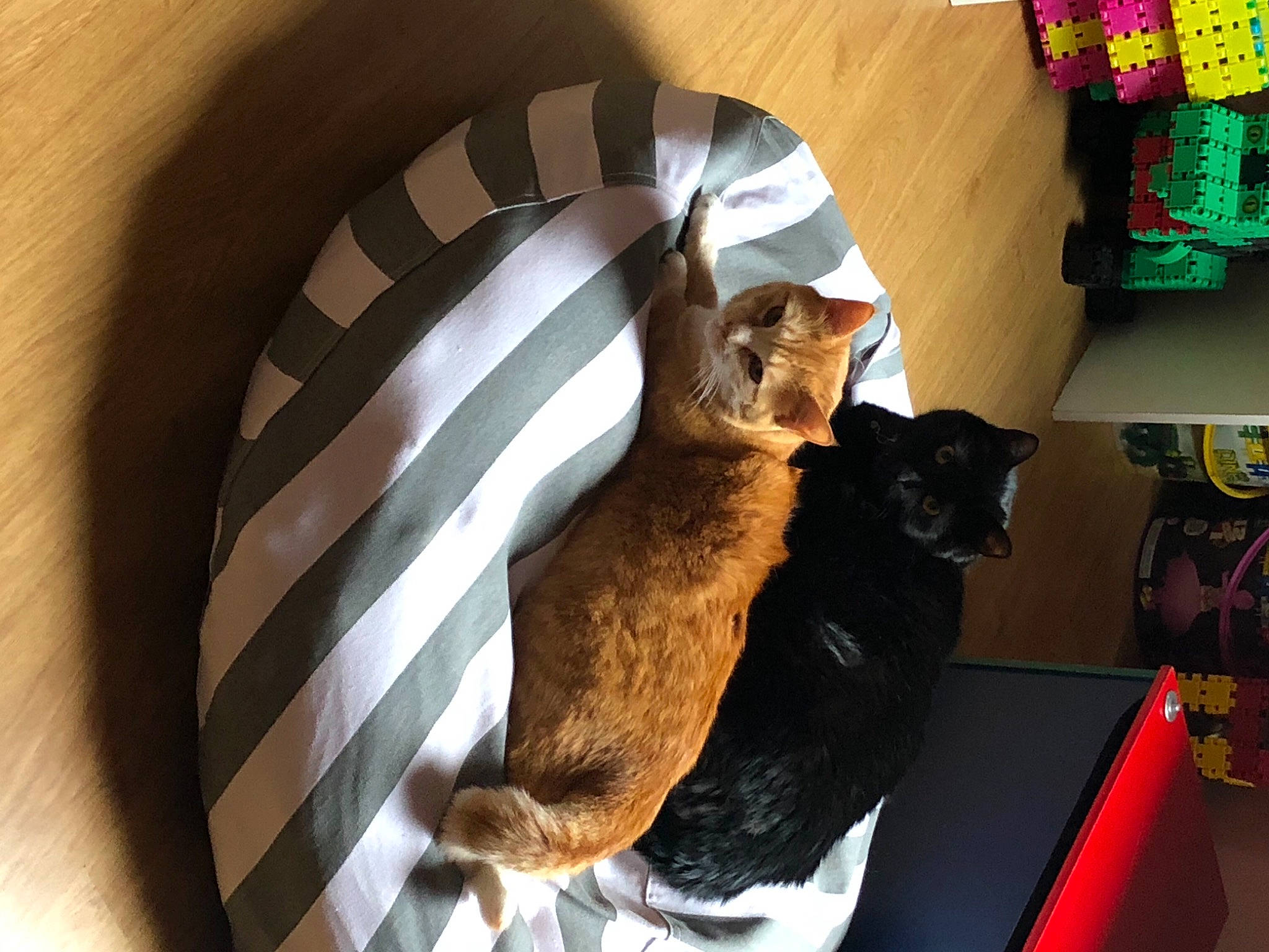 Zora participe au concours pour gagner de l'argent avec cette photo : bag, box, canidae, carnivore, cat, circle, comfort, domestic_short_haired_cat, fawn, felidae, fur, hardwood, paw, pet_supply, room, small_to_medium_sized_cats, sporting_group, tail, whiskers, wood