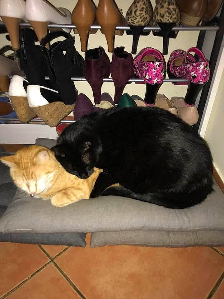 Pichu participe au concours pour gagner de l'argent avec cette photo : black_cat, canidae, carnivore, cat, comfort, companion_dog, dog_breed, domestic_short_haired_cat, felidae, flooring, fur, interior_design, light, linens, mammal, room, small_to_medium_sized_cats, sporting_group, tail, whiskers