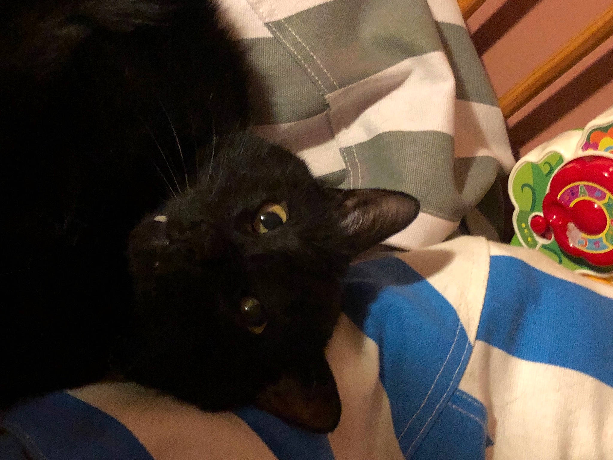 Pichu a rejoint le concours — aidez-le/la à gagner de superbes lots ! black_cat, bombay, carmine, carnivore, cat, comfort, dog_breed, domestic_short_haired_cat, electric_blue, fashion_accessory, felidae, fur, gesture, human_leg, lap, nail, rose, small_to_medium_sized_cats, thigh, whiskers