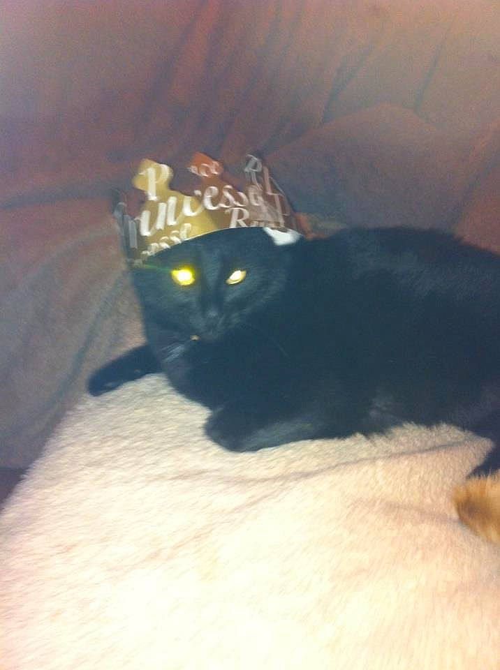 Pichu participe au concours pour gagner de l'argent avec cette photo : black_cat, bombay, carnivore, cat, claw, comfort, darkness, domestic_short_haired_cat, felidae, fur, paw, room, shadow, small_to_medium_sized_cats, snout, tail, tints_and_shades, whiskers