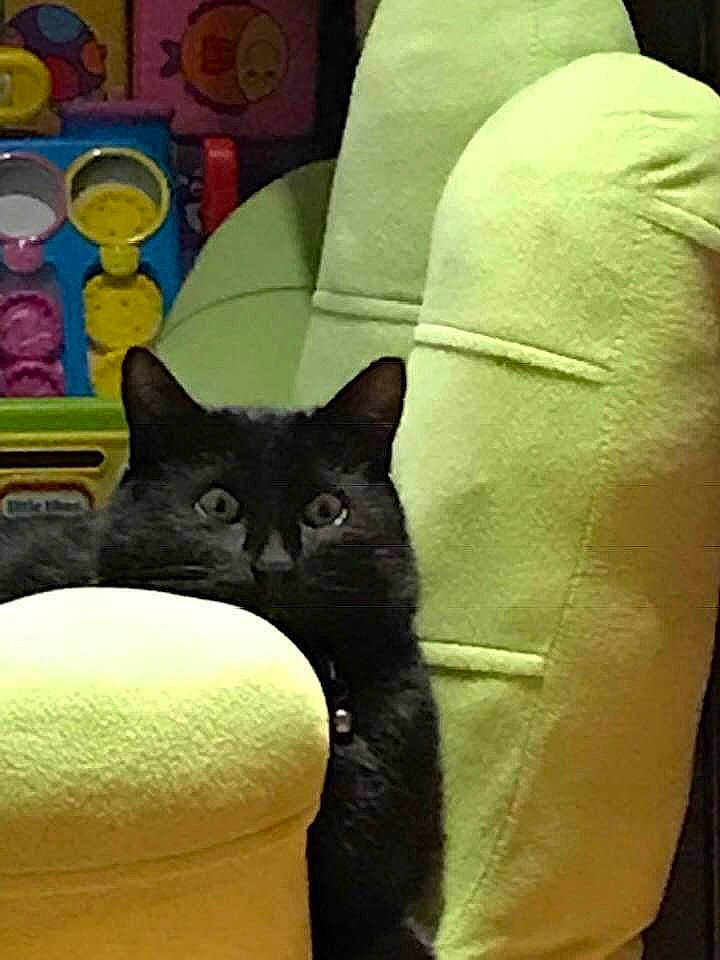 Pichu participe au concours pour gagner de l'argent avec cette photo : black_cat, bombay, carnivore, cat, cat_supply, chair, comfort, couch, domestic_short_haired_cat, felidae, fur, grey, linens, pattern, room, small_to_medium_sized_cats, tail, textile, whiskers, yellow