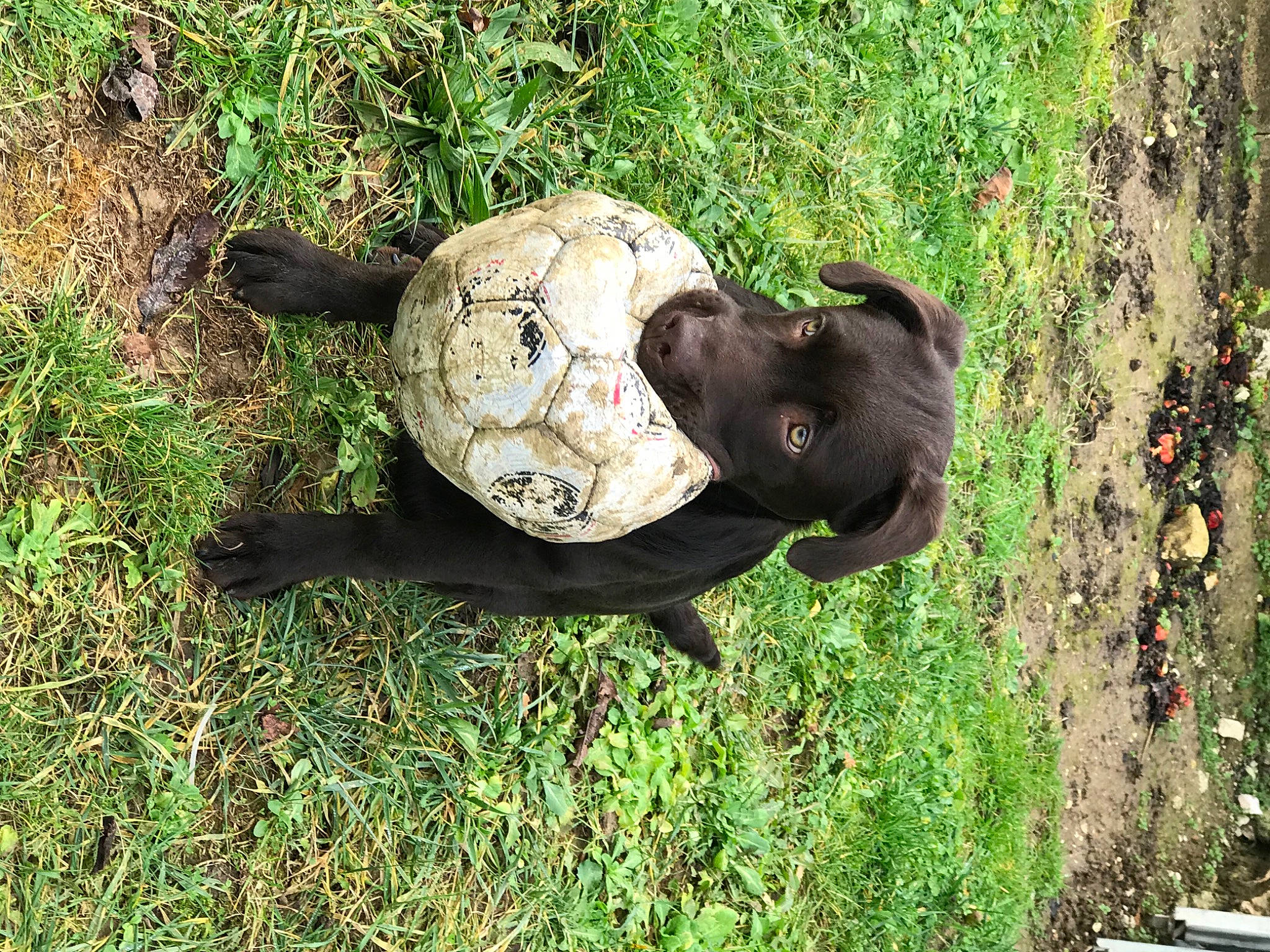 Iron a rejoint le concours — aidez-le/la à gagner de superbes lots ! art, canidae, garden, grass, groundcover, hat, headgear, people_in_nature, personal_protective_equipment, plant, reptile, sculpture, soil, sporting_group, statue, terrestrial_animal, tree, trunk, wildlife, wood