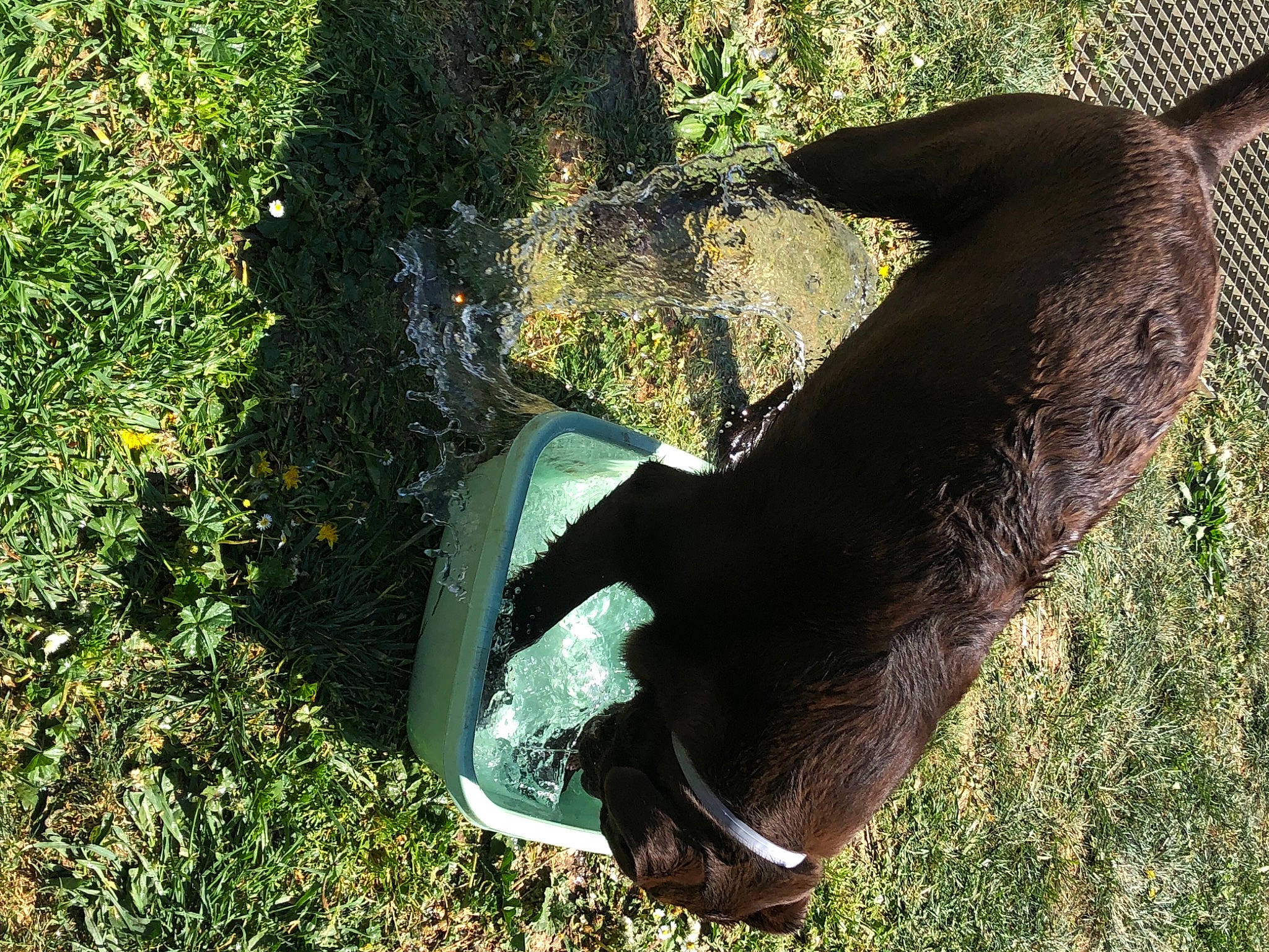 Iron a rejoint le concours — aidez-le/la à gagner de superbes lots ! canidae, dog_breed, fawn, grass, grass_family, human_leg, leaf, people_in_nature, plant, shadow, snout, soil, sporting_group, sunlight, tail, terrestrial_animal, tints_and_shades, trunk, wood, working_animal