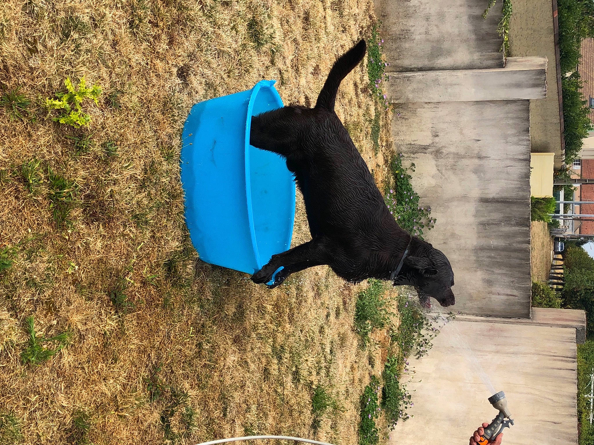 Iron participe au concours pour gagner de l'argent avec cette photo : art, carnivore, dog, dog_breed, dog_supply, electric_blue, grass, pet_supply, plant, shadow, soil, sporting_group, tail, terrestrial_animal, vertebrate, working_animal