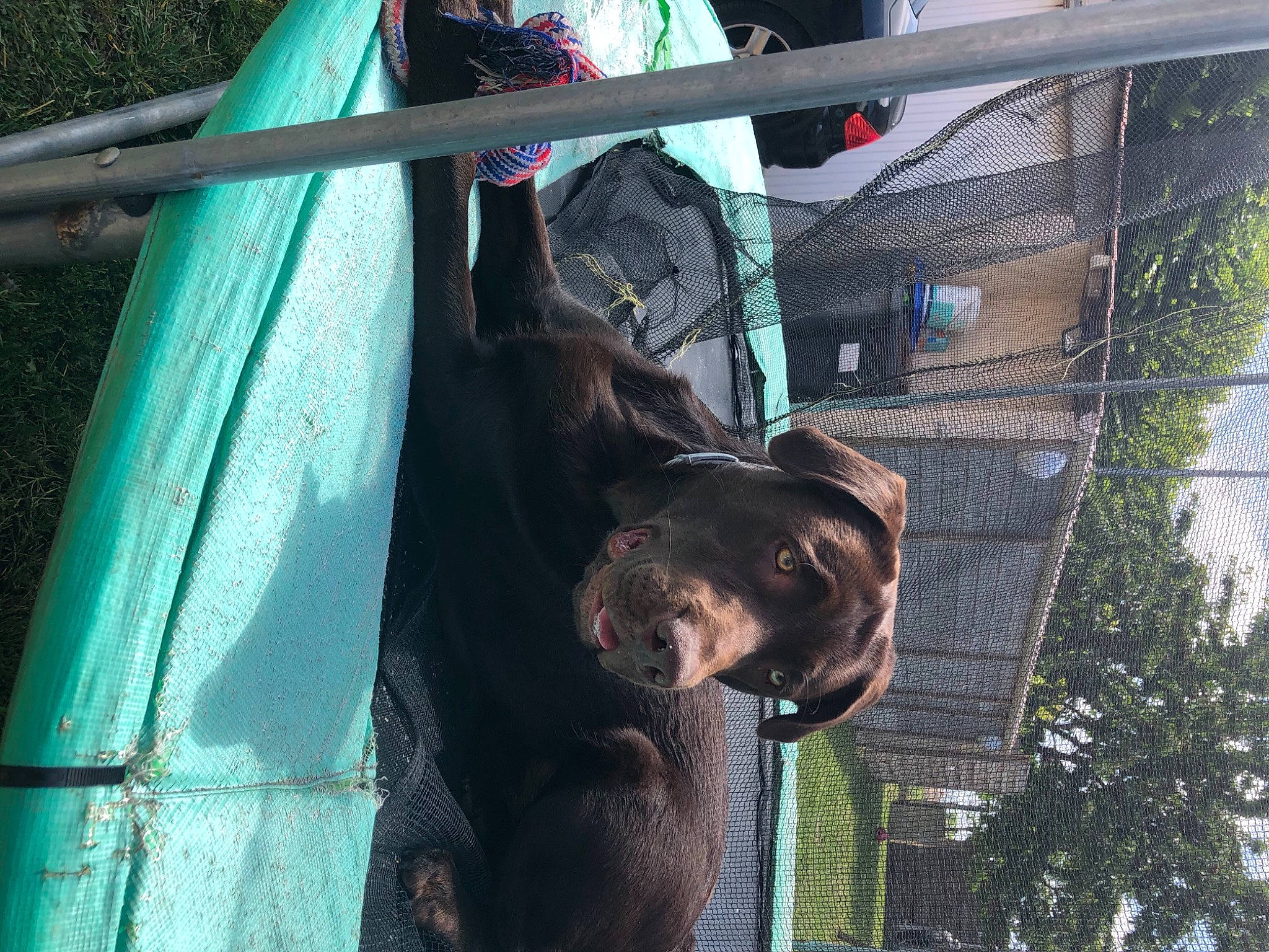 Iron participe au concours pour gagner de l'argent avec cette photo : animal_shelter, canidae, carnivore, dog, dog_breed, fawn, fur, liver, mesh, metal, pet_supply, plant, snout, sporting_group, terrestrial_animal, tree, wildlife, window, working_animal, zoo