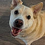 dog, canine, pet, smiling, happy, indoor, floor, wooden_floor, ears, fur, animal, domestic_animal, looking_up, close_up, mouth_open, teeth, tongue, friendly, playful, cute