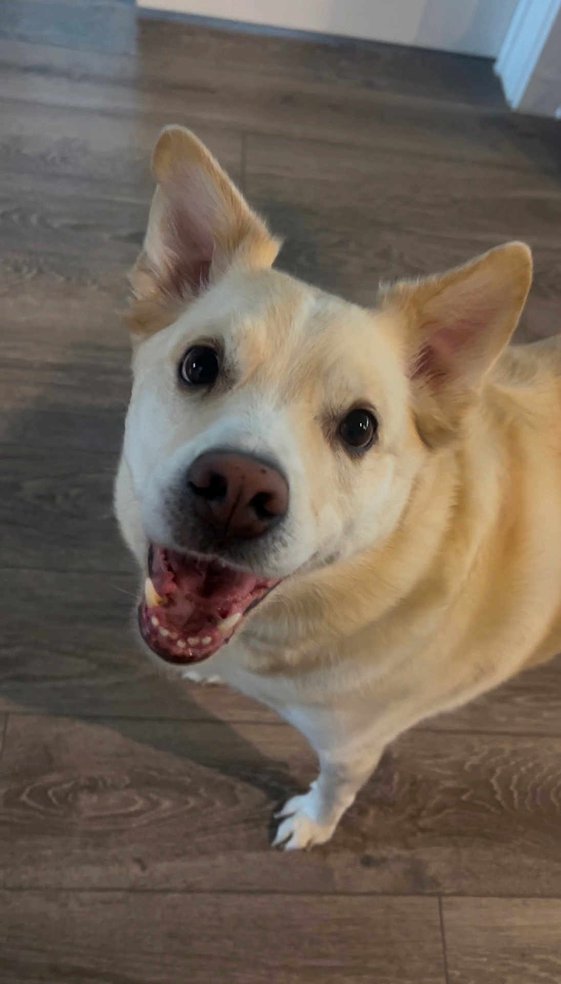 Nala is registered to the contest to win money with this photo: dog, canine, pet, smiling, happy, indoor, floor, wooden_floor, ears, fur, animal, domestic_animal, looking_up, close_up, mouth_open, teeth, tongue, friendly, playful, cute