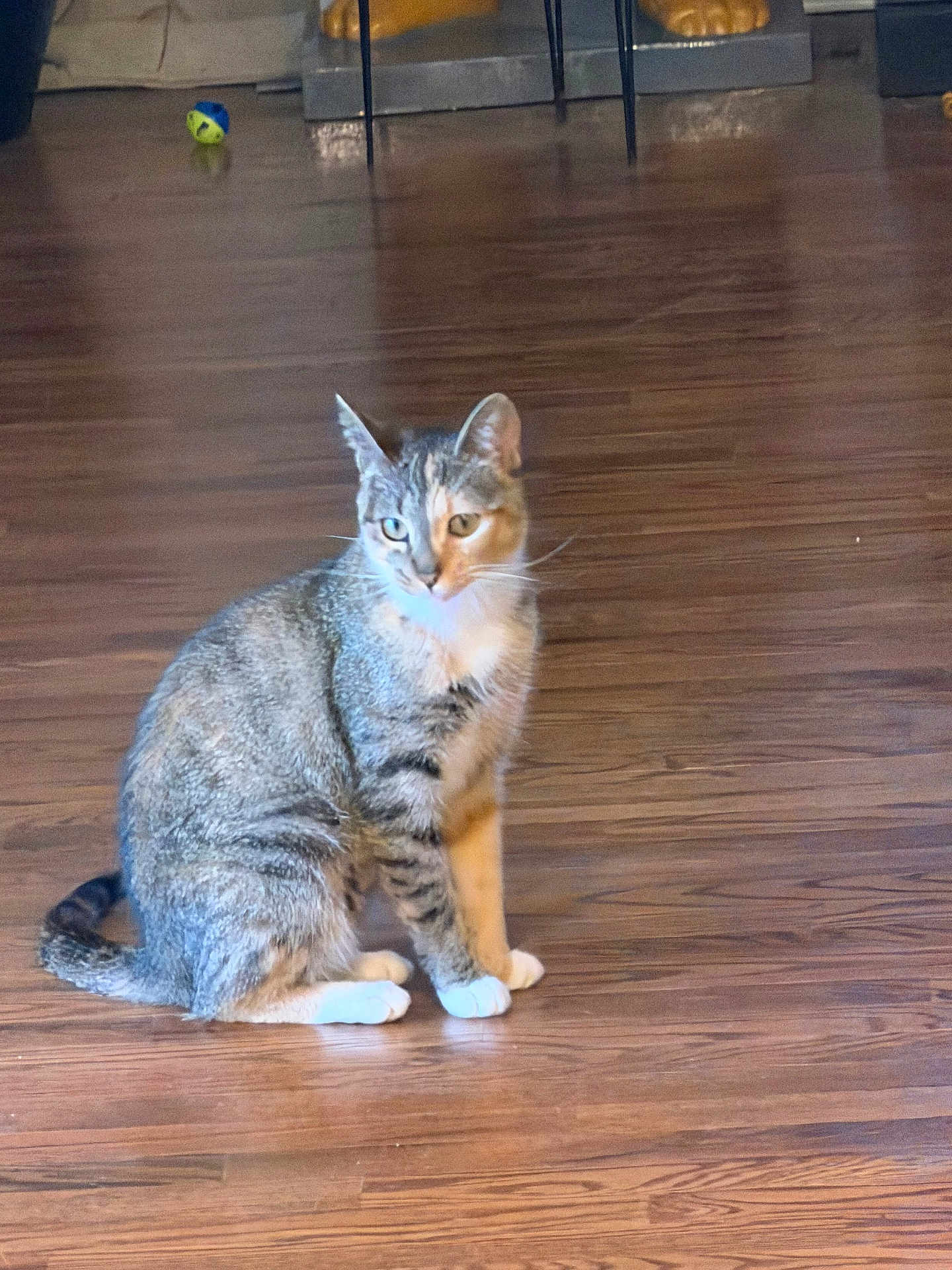 Lucky joined the competition — help win amazing prizes! cat, tabby_cat, pet, indoor, hardwood_floor, toy_ball, sitting, white_paws, whiskers, ears, tail, fur, looking_away, curious, domestic_cat, flooring, home_interior, shallow_depth_of_field, statue_base, chair_legs