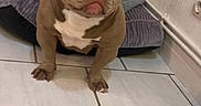 Channel a rejoint le concours — aidez-le/la à gagner de superbes lots ! dog, bulldog, pet_bed, floor, tile_floor, door, wooden_door, white_wall, indoor, pet, animal, canine, looking, ears_cropped, muscular, curious, small_dog, home, cozy, resting