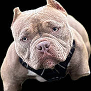 Channel a rejoint le concours — aidez-le/la à gagner de superbes lots ! dog, close_up, pitbull, muscular, wrinkled_face, black_background, harness, pet, animal, portrait, cute, canine, furry, looking_up, short_hair, ears, nose, whiskers, expression, muzzle